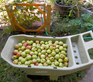 Harvesting apples from the neighbors big apple tree